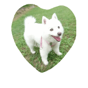happy arare