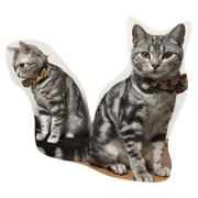 cat ame ma mi