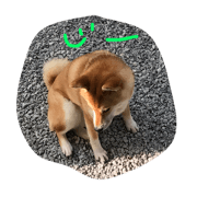 shiba sakura maro