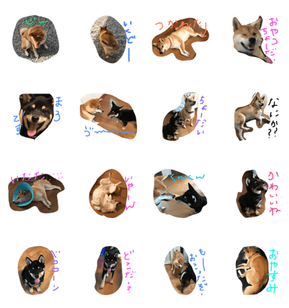 shiba sakura maro
