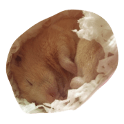 pontakun1