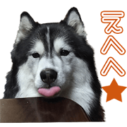 Husky dog curl's Sticker