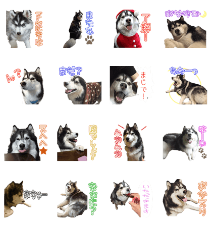 Husky dog curl's Sticker