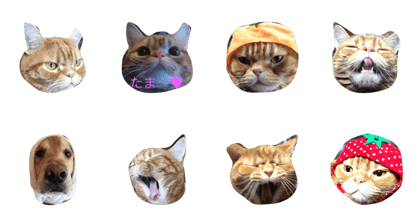 cat tamaaaaa