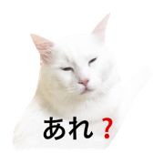 BIG cat mainecoon sticker