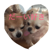 Chihuahuahusband and wife