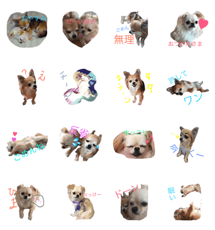 Chihuahuahusband and wife