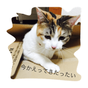 Kumamoto AKEMI 2
