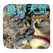 haruconachishibainu
