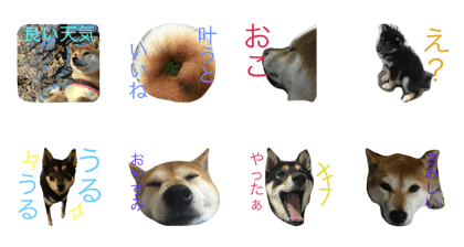 haruconachishibainu