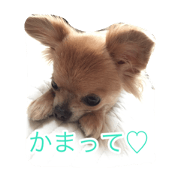 lovely chihuahua CHILORU