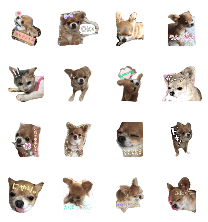 lovely chihuahua CHILORU