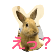 Usagi no nuts 2