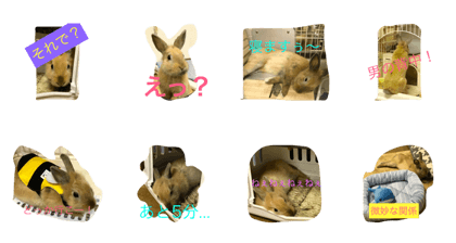Usagi no nuts 2