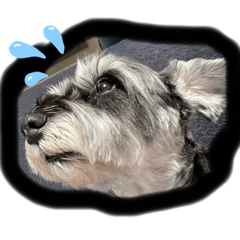 ぽんぽんずスタンプ〜！