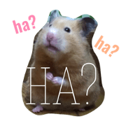 free-spirited hamsters