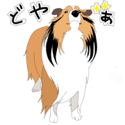 sheltie's life