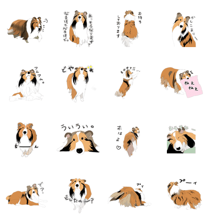 sheltie's life