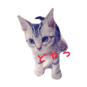 My cats (RinRenRuuRiaSora)