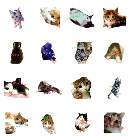 My cats (RinRenRuuRiaSora)