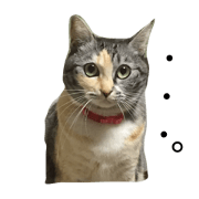 Rin is cat!!