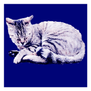 Colorful cat images(Taiwanese version)