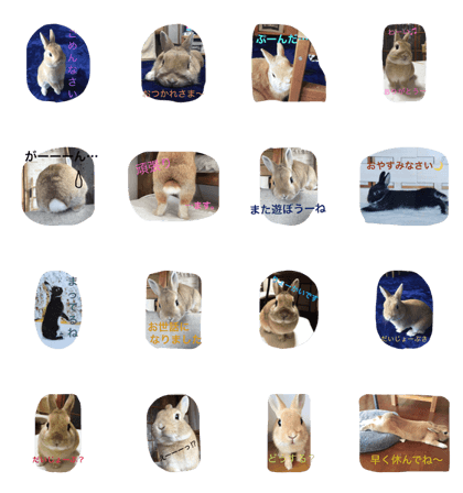 rabbit phot