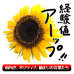 Put positive words with sunflower