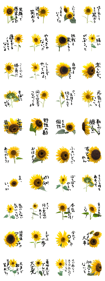 Put positive words with sunflower