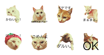 nya Sticker