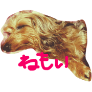 maichipo