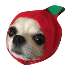 Chihuahua's HIKARU
