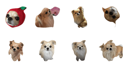 Chihuahua's HIKARU