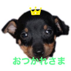 TOY MANCHESTER TERRIER_20210524171830