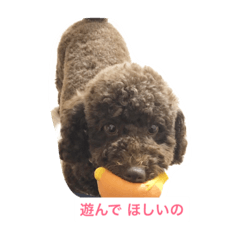 Toy poodle May new