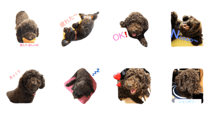 Toy poodle May new