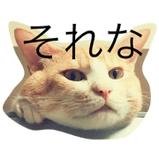 my cat moca