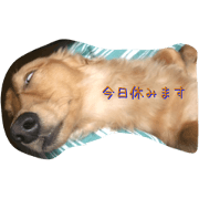 dachshund every day