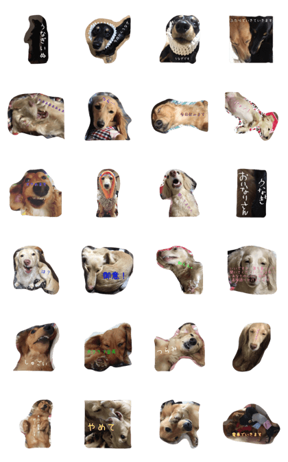 dachshund every day
