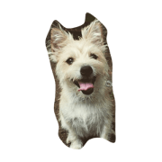 mixdog mocha