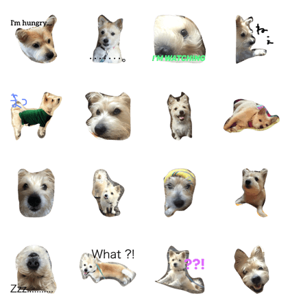 mixdog mocha