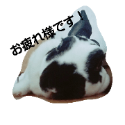cute rabbit hana