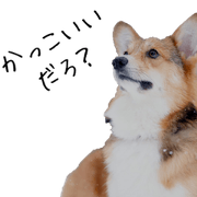 corgi_raokun
