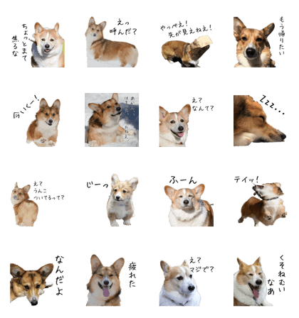 corgi_raokun
