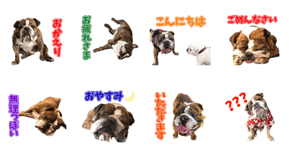 BULLDOG BON'S Sticker