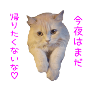 COCO The Sexy Cat