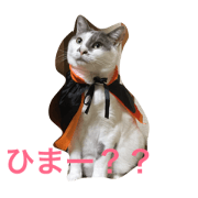 CAT-tarochan
