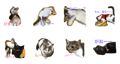 CAT-tarochan
