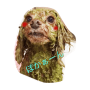 dogsalonwanrooom