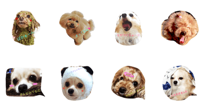 dogsalonwanrooom